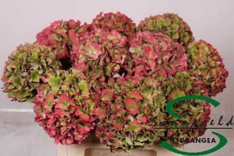 Срезанные цветы оптом Hydrangea rodeo classic vuurbaak от 10шт из Голландии с доставкой по России