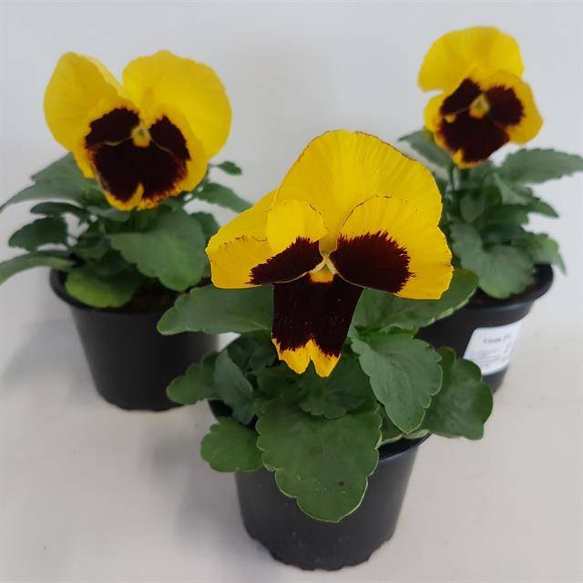 Горшечные цветы и растения оптом Viola Colossus Yellow With Blotch от 12шт из Голландии с доставкой по России