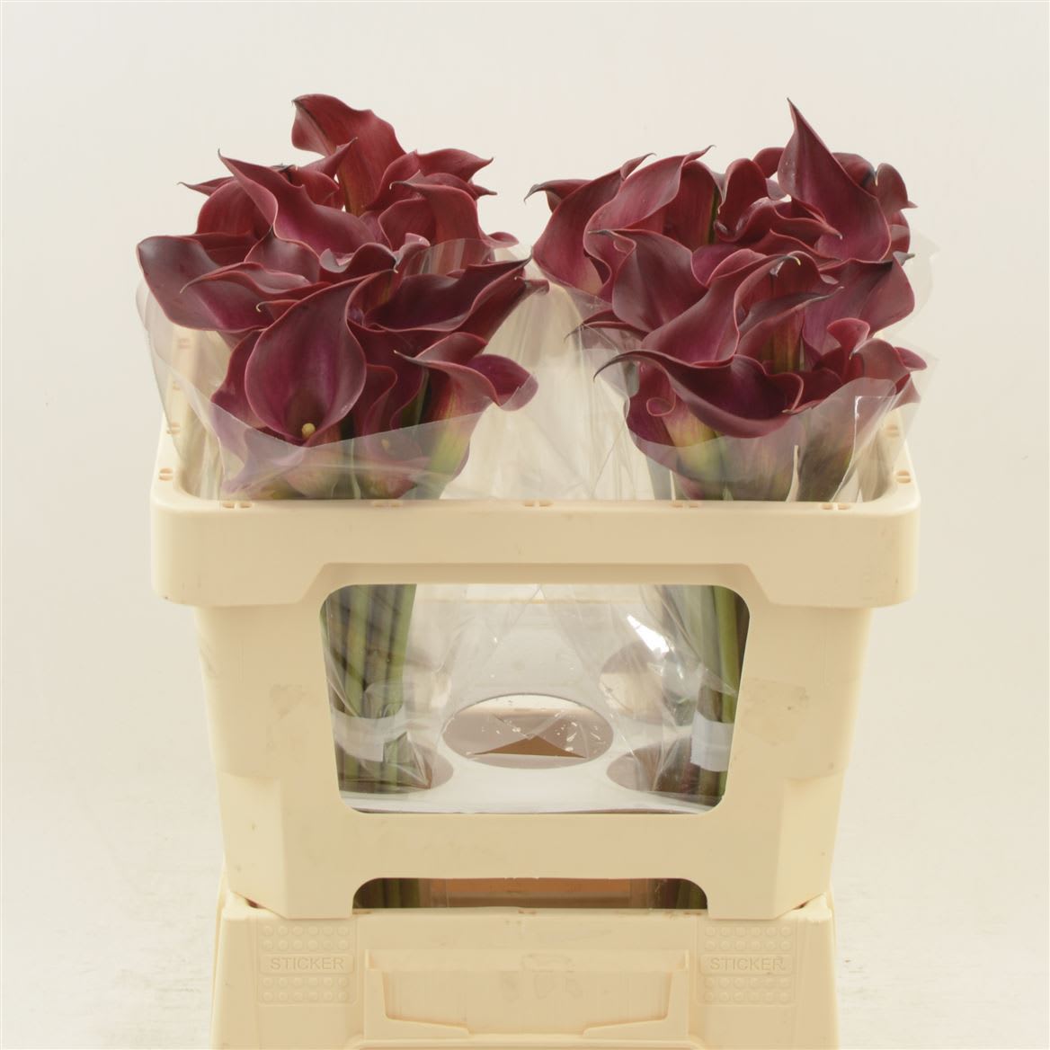 Срезанные цветы оптом Zantedeschia red charm от 40шт из Голландии с доставкой по России