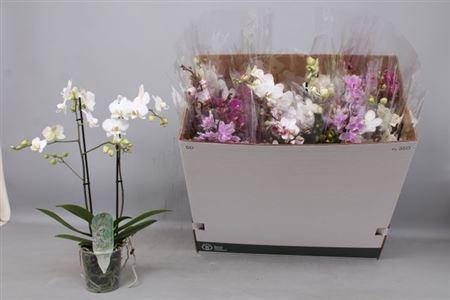 Горшечные цветы и растения оптом Phal Multi 2st Mix от 12шт из Голландии с доставкой по России