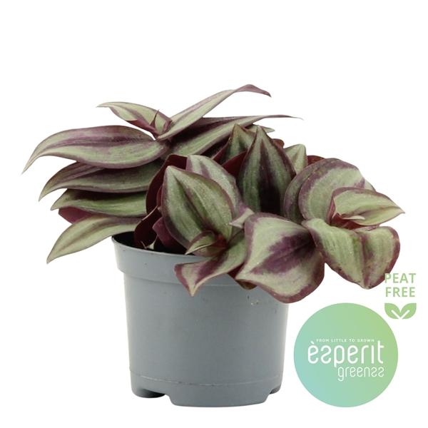 Горшечные цветы и растения оптом Tradescantia Zebrina Violet от 21шт (для телеги) из Голландии с доставкой по России