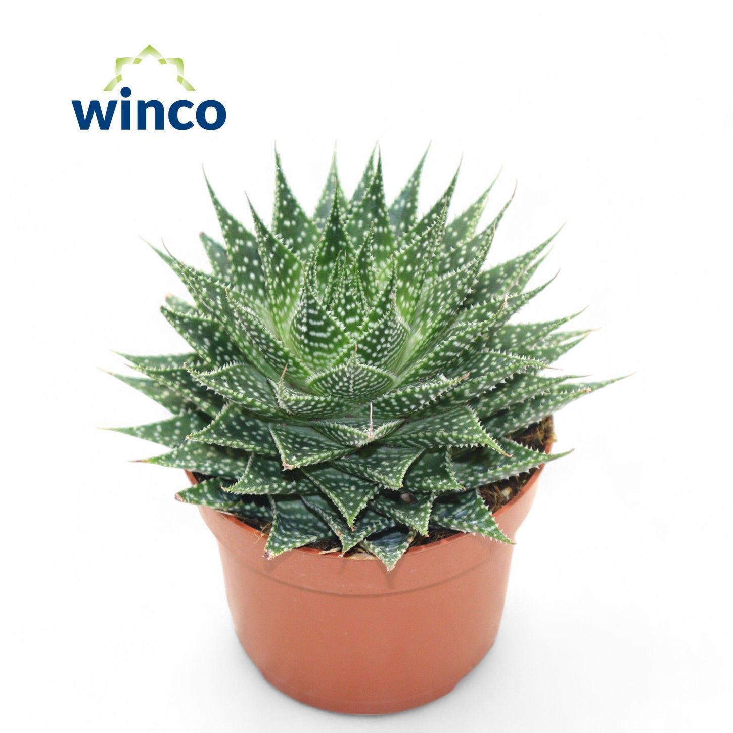 Горшечные цветы и растения оптом Aloe Aristata от 9шт из Голландии с доставкой по России