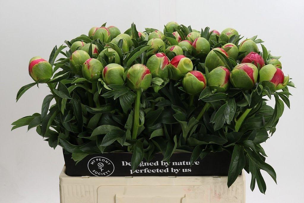 Срезанные цветы оптом Paeonia coral sunset от 40шт. из Голландии с доставкой по России
