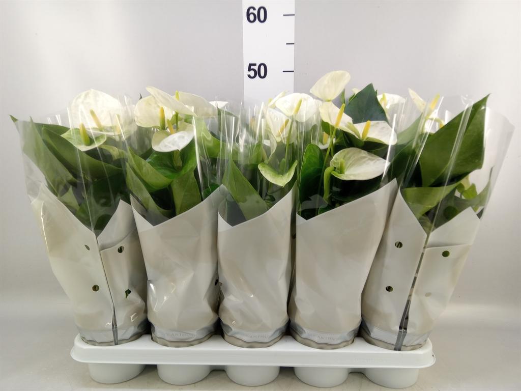 Горшечные цветы и растения оптом Anthurium Andr. cocos от 10шт из Голландии с доставкой по России