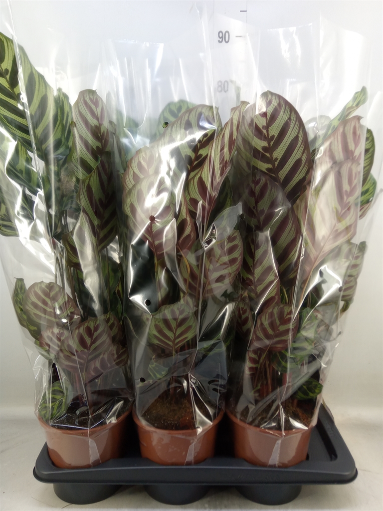 Горшечные цветы и растения оптом Calathea Makoyana от 6шт из Голландии с доставкой по России