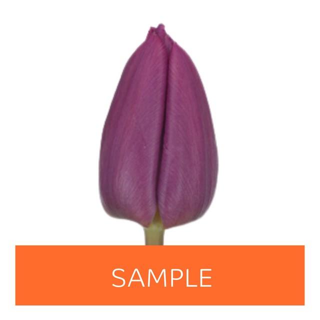 Срезанные цветы оптом Tulipa si (our choice) lilac от 100шт из Голландии с доставкой по России