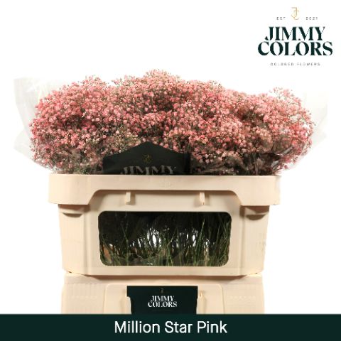 Срезанные цветы оптом Gyps fine paint pink от 75шт из Голландии с доставкой по России