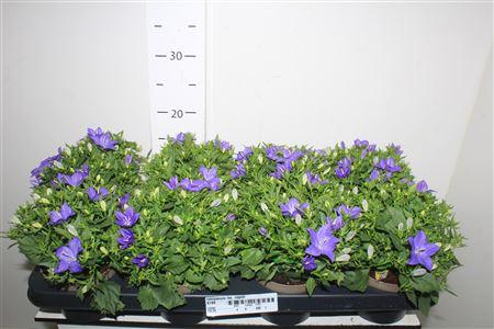 Горшечные цветы и растения оптом Campanula Iso. Napoli от 8шт (для телеги) из Голландии с доставкой по России