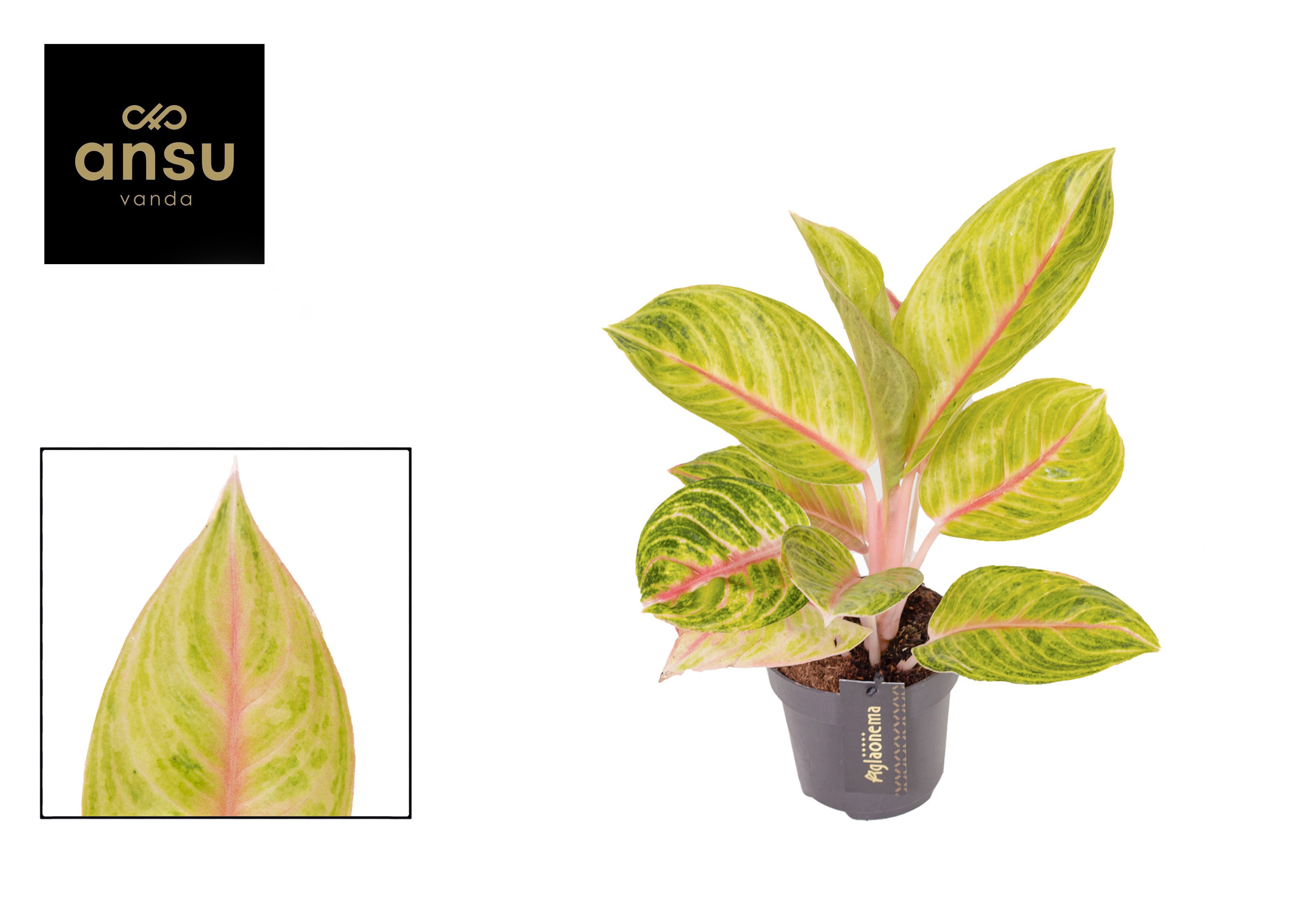 Горшечные цветы и растения оптом Aglaonema Rose Parakeet от 6шт из Голландии с доставкой по России
