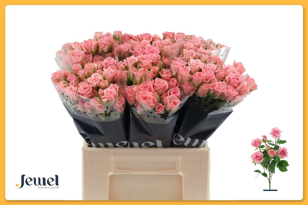 Срезанные цветы оптом Rosa spray odilia от 60шт из Голландии с доставкой по России