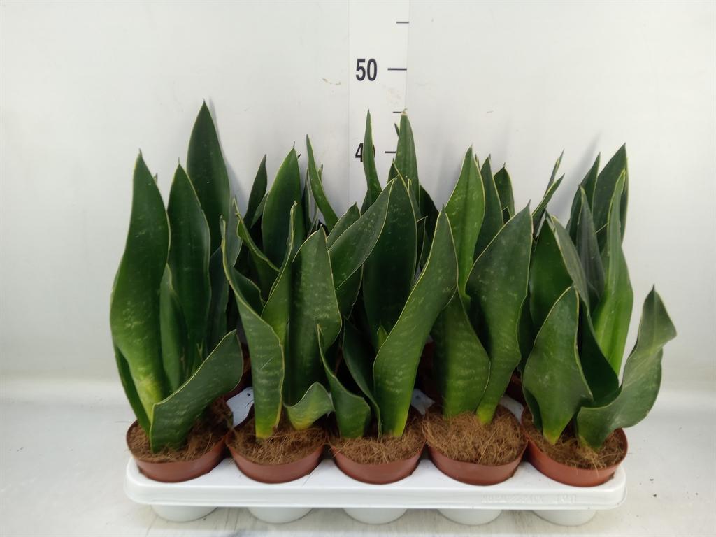 Горшечные цветы и растения оптом Sansevieria Trifa.   ... от 10шт из Голландии с доставкой по России