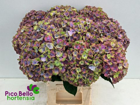 Срезанные цветы оптом Hydrangea mag coral от 10шт.. из Голландии с доставкой по России