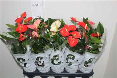 Горшечные цветы и растения оптом Anth An Mix 4+ от 10шт из Голландии с доставкой по России
