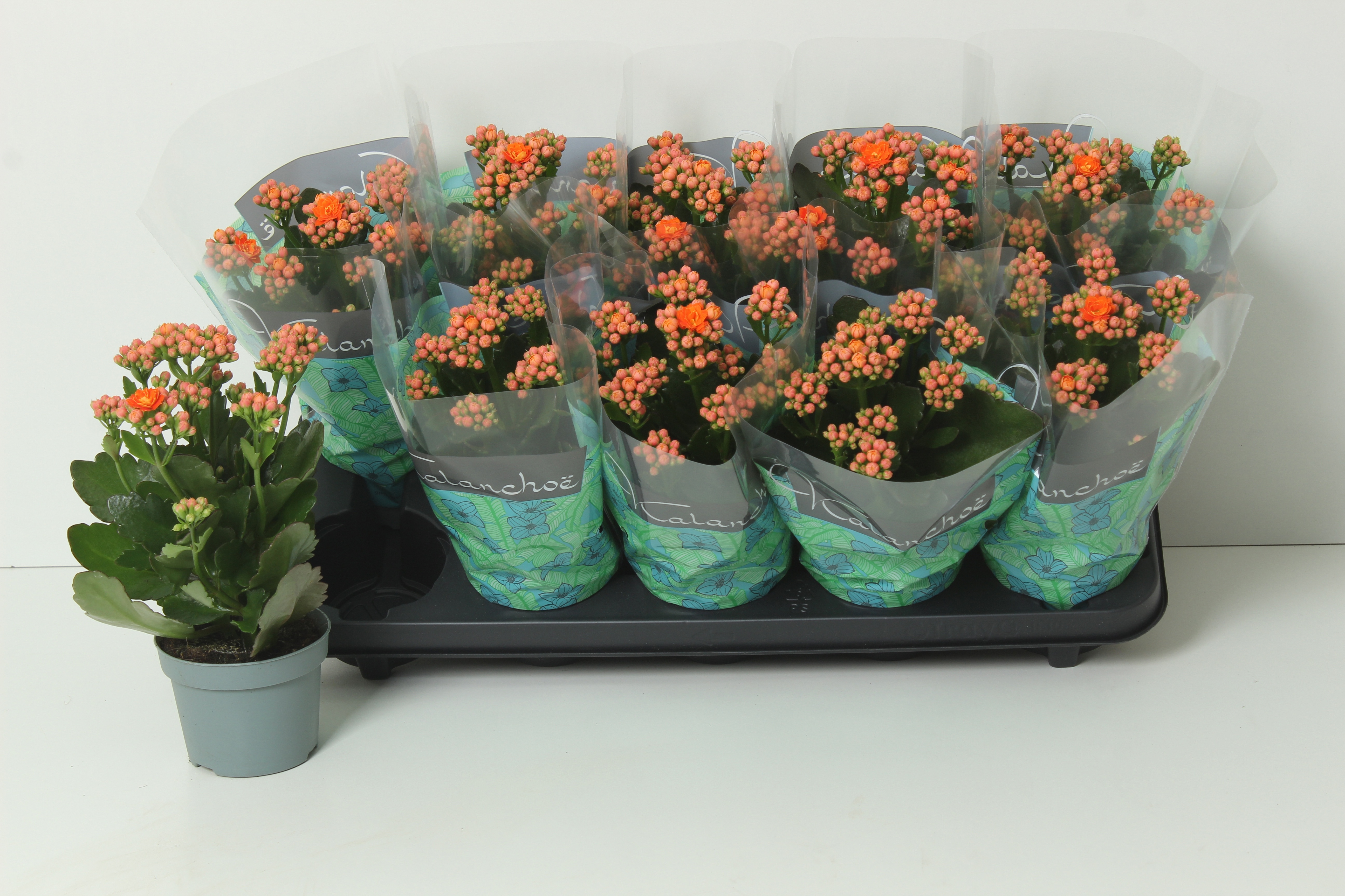 Горшечные цветы и растения оптом Kal Ge Perfecta Oran от 10шт из Голландии с доставкой по России