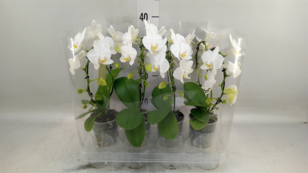 Горшечные цветы и растения оптом Phalaenopsis   ...white от 4шт (для телеги) из Голландии с доставкой по России
