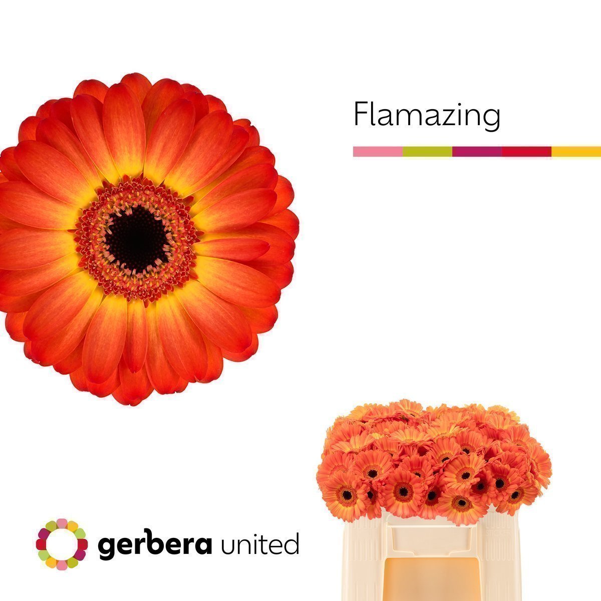 Срезанные цветы оптом Germini flamazing от 80шт. из Голландии с доставкой по России