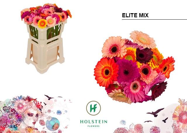 Срезанные цветы оптом Germini elite mix от 80шт из Голландии с доставкой по России