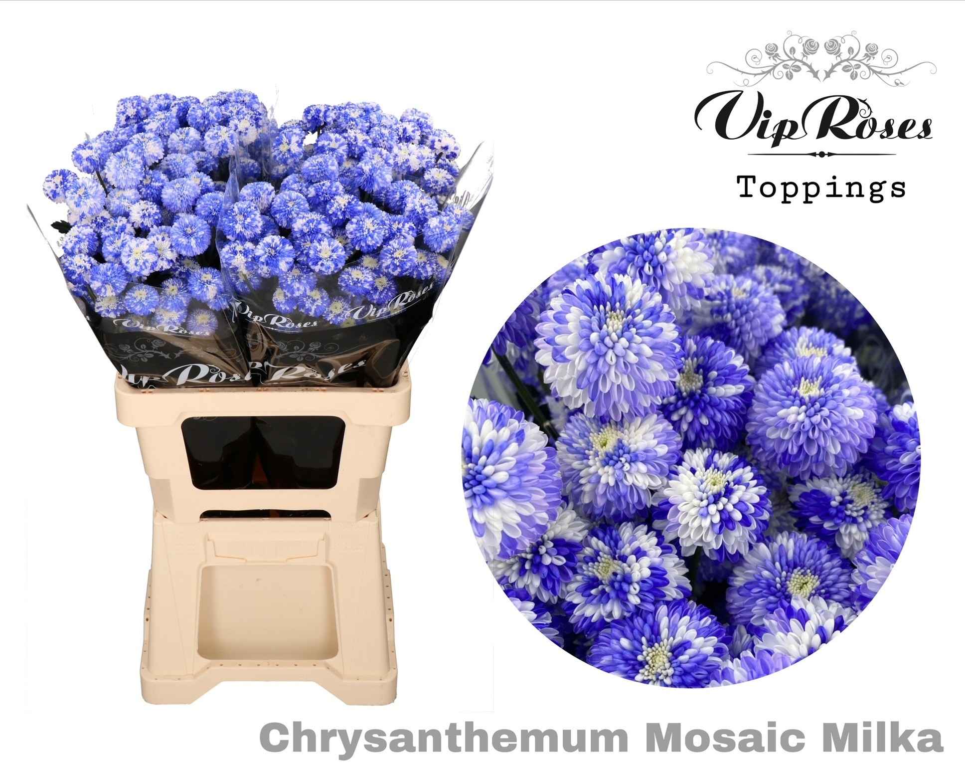 Срезанные цветы оптом Chrys sp paint mosaic milka от 20шт из Голландии с доставкой по России