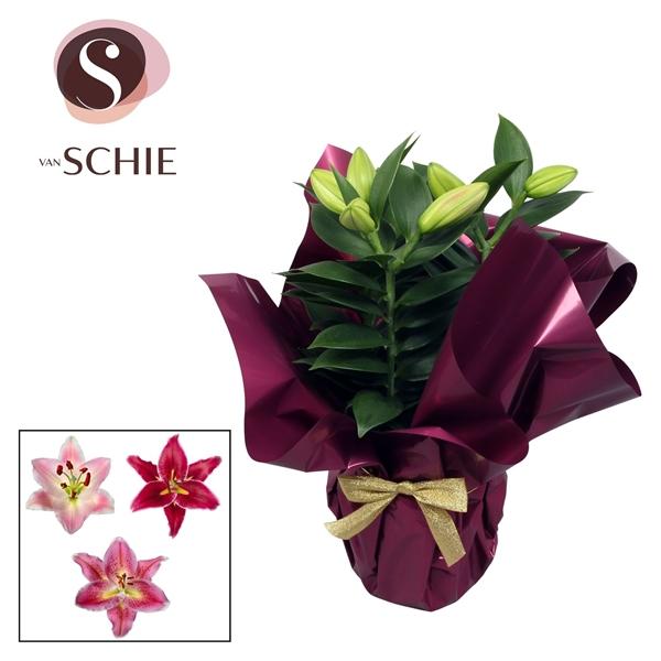 Горшечные цветы и растения оптом Lilium Or Starlight 3pp от 8шт из Голландии с доставкой по России