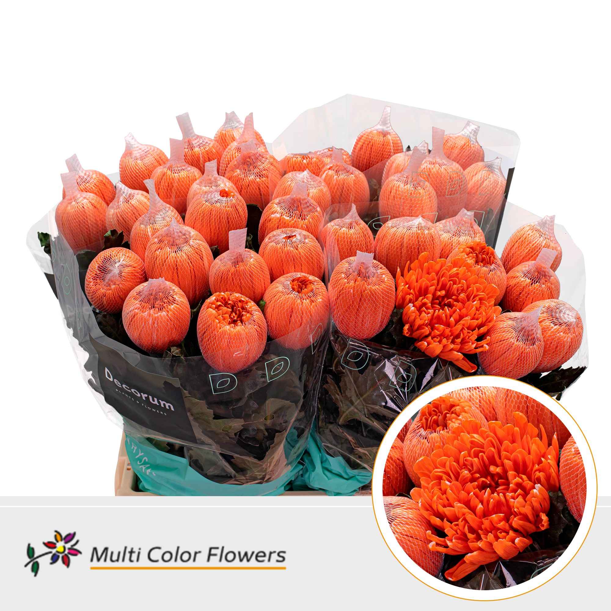 Срезанные цветы оптом Chrys bl paint antonov orange от 40шт из Голландии с доставкой по России