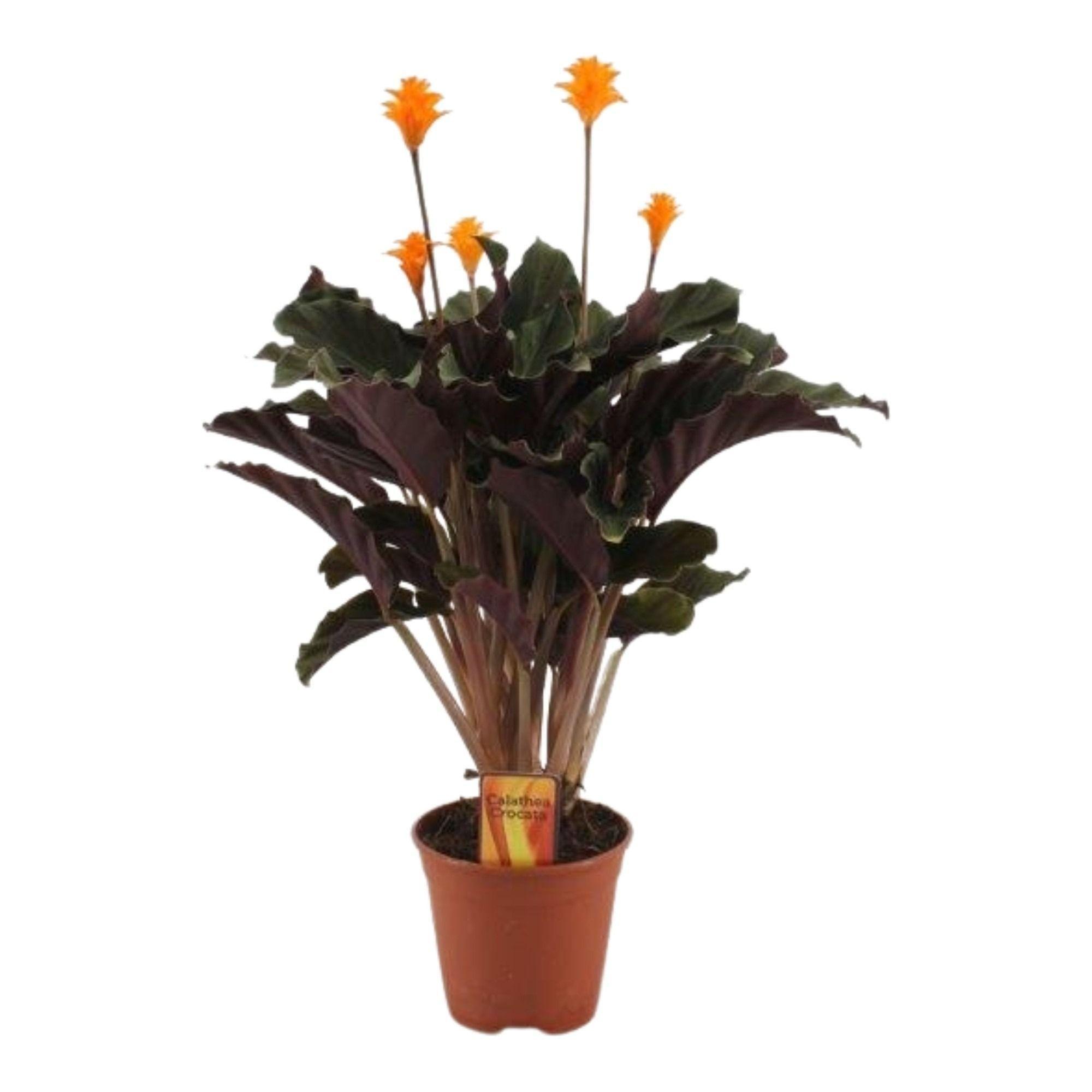 Горшечные цветы и растения оптом Calathea Crocata 3+ от 6шт из Голландии с доставкой по России