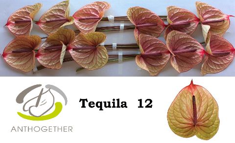 Срезанные цветы оптом Anthurium tequila от 12шт из Голландии с доставкой по России