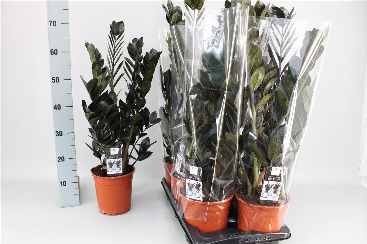 Горшечные цветы и растения оптом Zamioculcas Raven 4+ от 6шт из Голландии с доставкой по России
