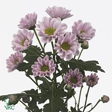 Срезанные цветы оптом Chrys sa rossi pink от 225шт из Голландии с доставкой по России