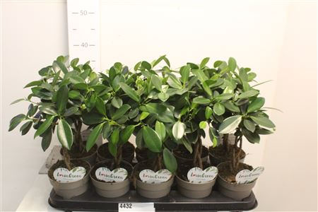 Горшечные цветы и растения оптом Ficus Be Maya Twisted от 10шт из Голландии с доставкой по России