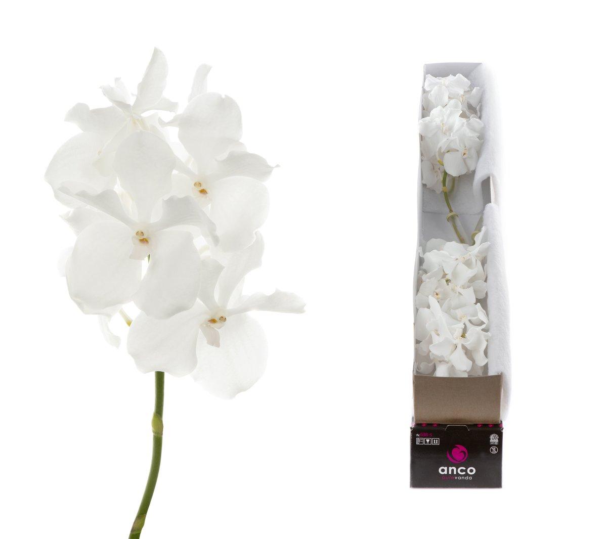 Срезанные цветы оптом Vanda kanchana ansu no. 1 per stem от 4шт из Голландии с доставкой по России