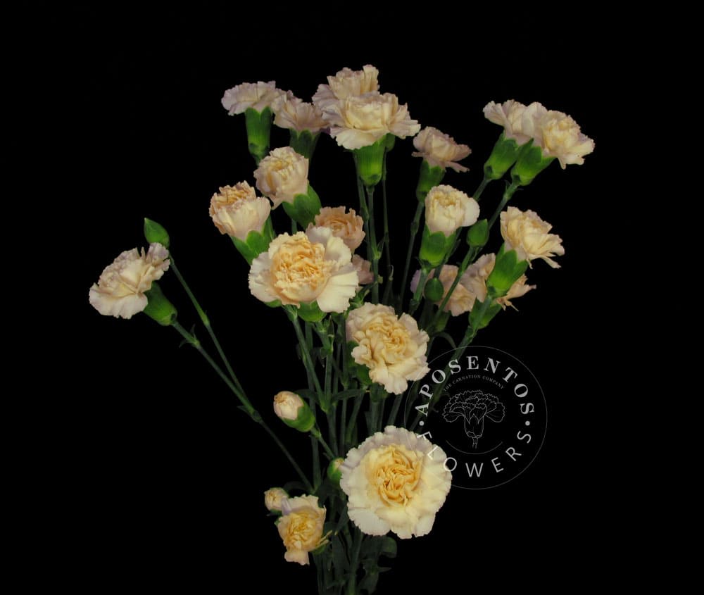 Срезанные цветы оптом Dianthus sp intermezzo от 80шт из Голландии с доставкой по России