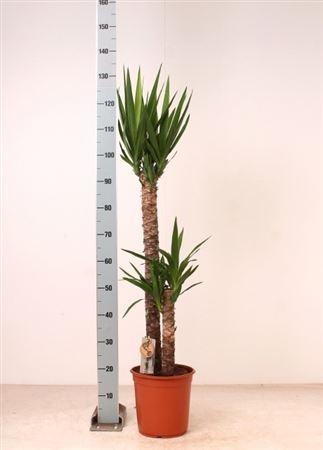 Горшечные цветы и растения оптом Yucca 90-45 Cm 2 Stek Per Pot от 1шт из Голландии с доставкой по России