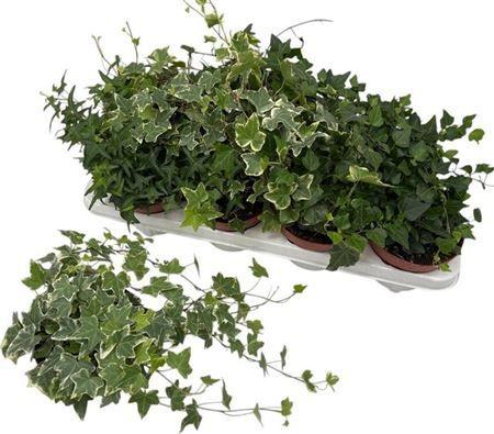 Горшечные цветы и растения оптом Hedera Mix от 8шт из Голландии с доставкой по России