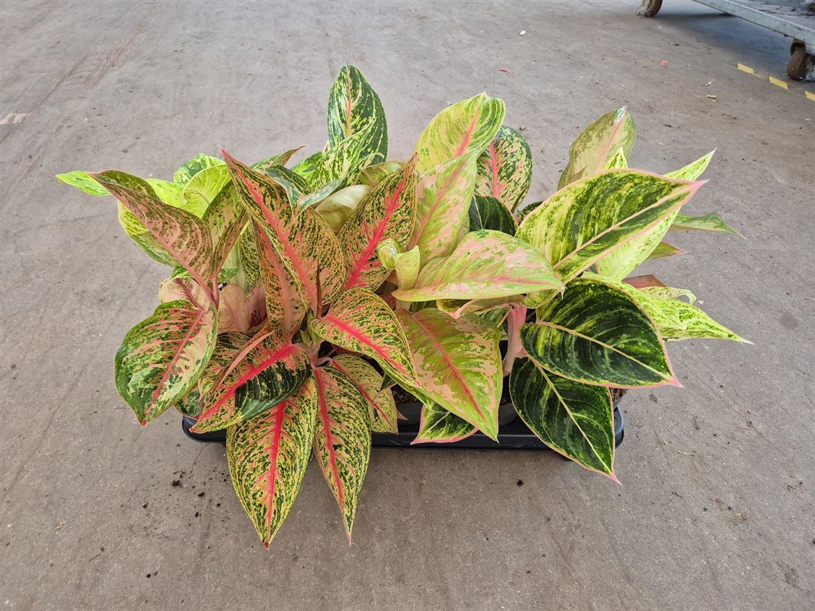 Горшечные цветы и растения оптом Aglaonema Mix Exclusive от 10шт из Голландии с доставкой по России