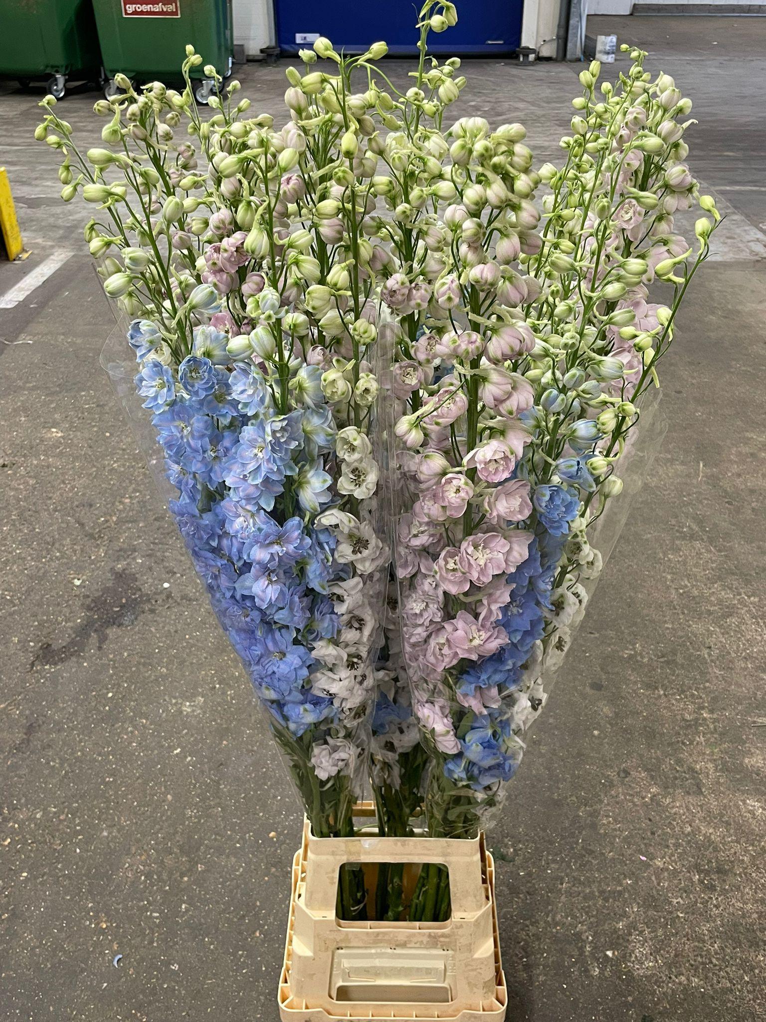 Срезанные цветы оптом Delphinium do mix in bucket от 25шт из Голландии с доставкой по России