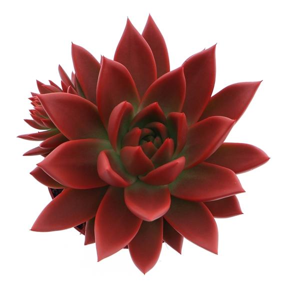Горшечные цветы и растения оптом Echeveria Rainbow Red от 8шт из Голландии с доставкой по России