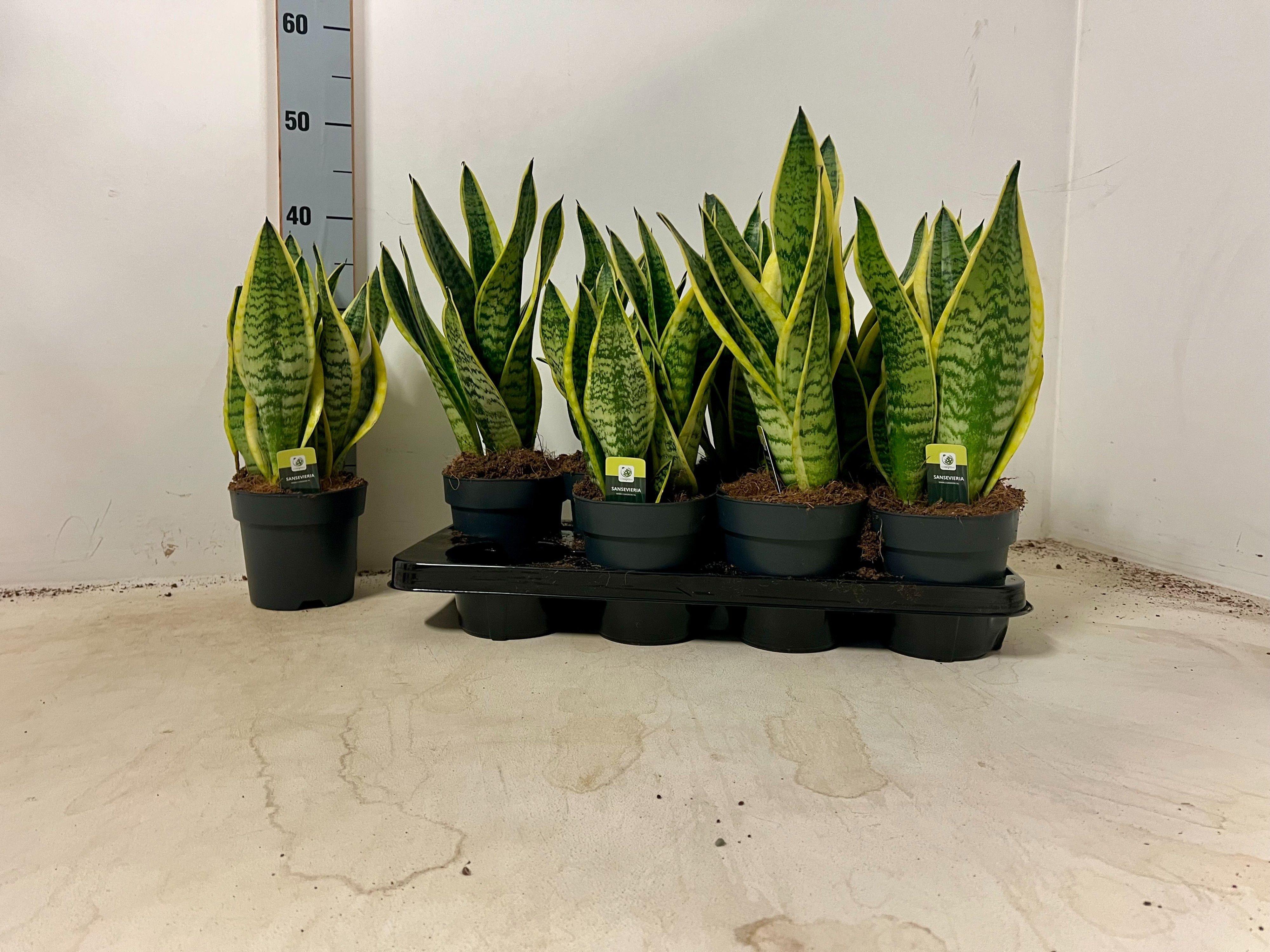 Горшечные цветы и растения оптом Sansev Laurentii от 8шт из Голландии с доставкой по России