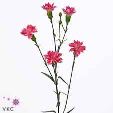 Срезанные цветы оптом Dianthus sp star cherry tessino от 60шт из Голландии с доставкой по России