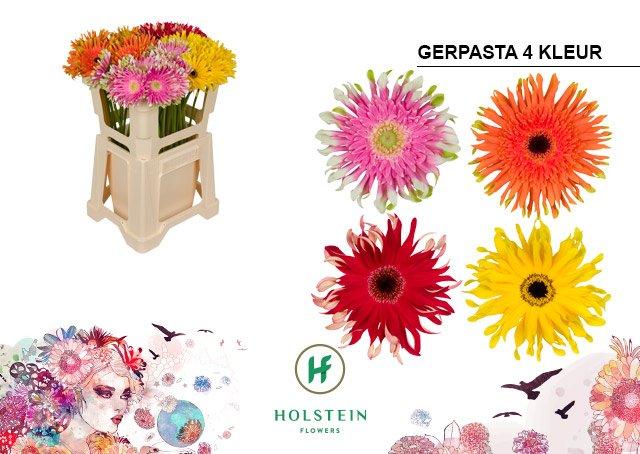 Срезанные цветы оптом Gerbera gerpasta mix от 40шт из Голландии с доставкой по России