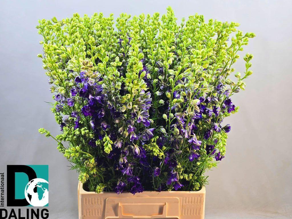 Срезанные цветы оптом Delphinium la qis blue dark (consolida) от 100шт. из Голландии с доставкой по России