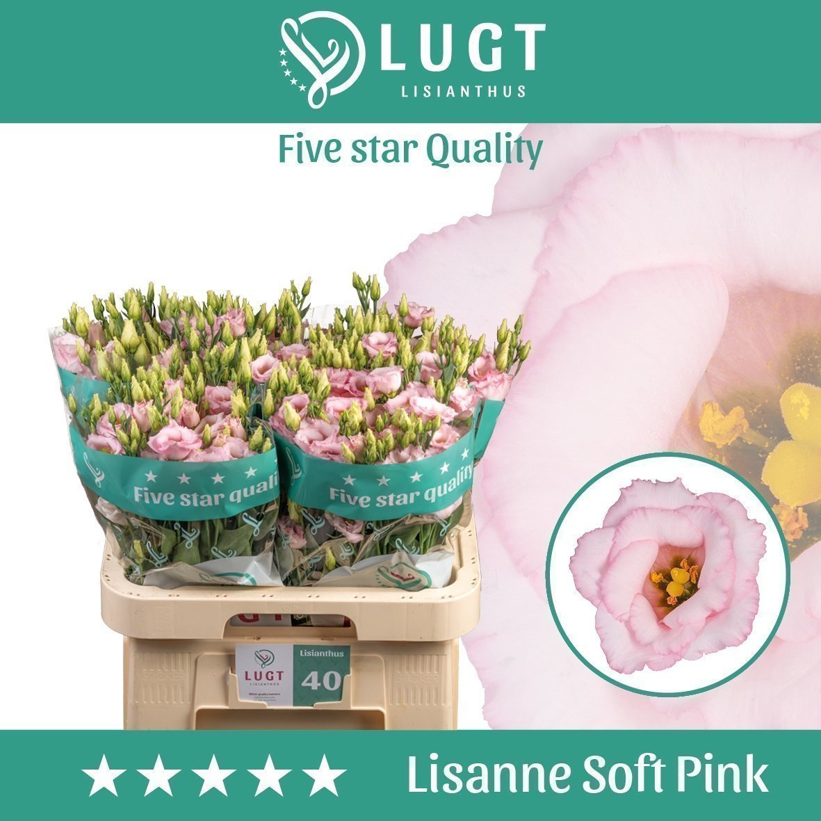 Срезанные цветы оптом Lisianthus do lisanne soft pink от 40шт.. из Голландии с доставкой по России