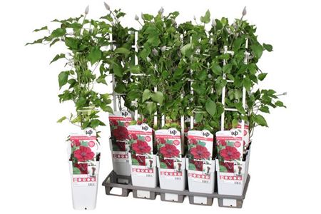 Горшечные цветы и растения оптом Clem Red от 10шт из Голландии с доставкой по России
