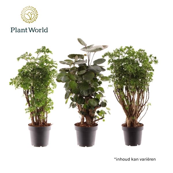 Горшечные цветы и растения оптом Polyscias Mix 3srt от 10шт из Голландии с доставкой по России Горшечные цветы и растения оптом Polyscias Mix 3srt от 10шт из Голландии с доставкой по России