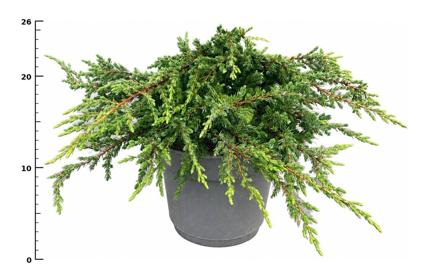 Горшечные цветы и растения оптом Juniperus Comm Repanda от 1шт из Голландии с доставкой по России