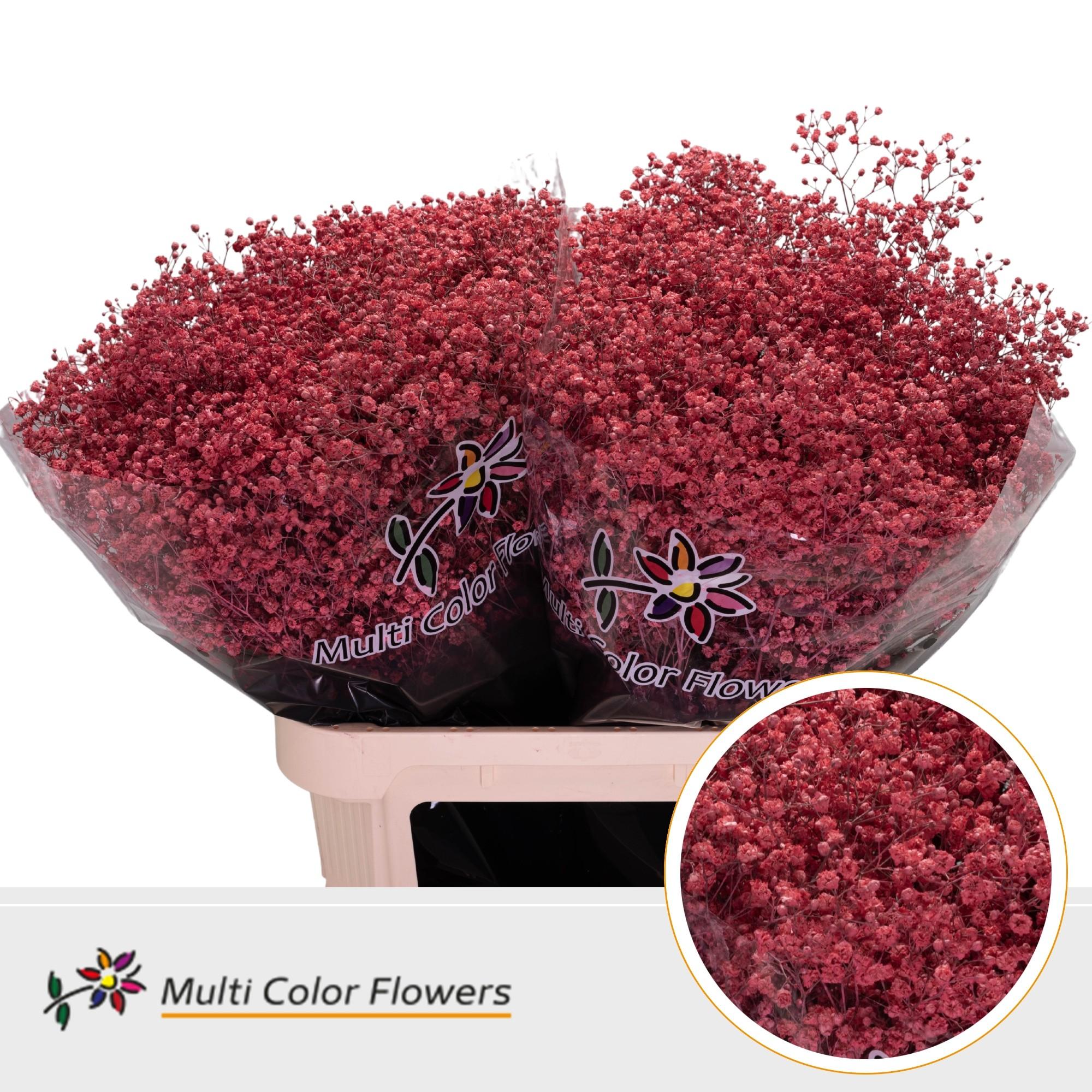 Срезанные цветы оптом Gyps large paint coral от 50шт. из Голландии с доставкой по России