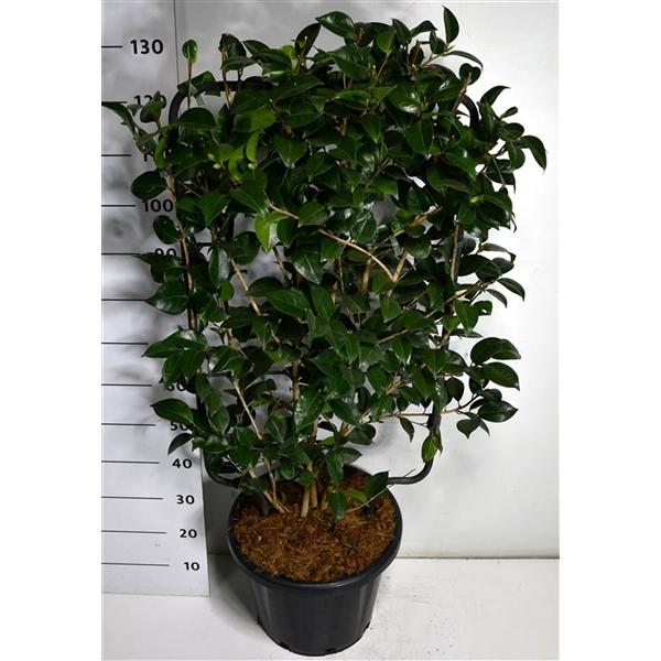 Горшечные цветы и растения оптом Camelia Jap Black Lace от 1шт из Голландии с доставкой по России