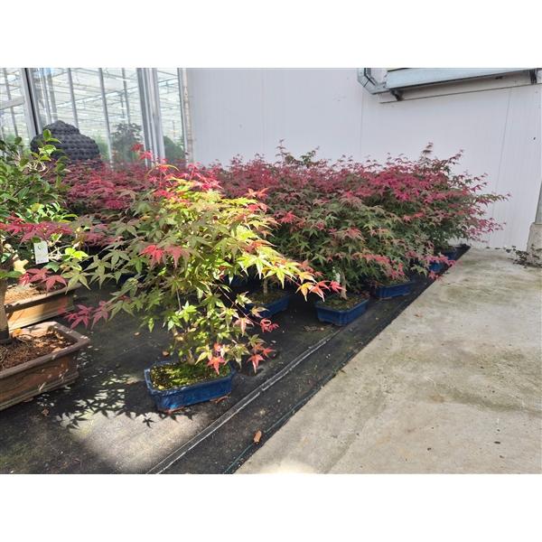 Горшечные цветы и растения оптом Bonsai Acer Palmatum Deshojo от 3шт из Голландии с доставкой по России