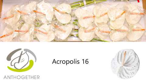 Срезанные цветы оптом Anthurium acropolis от 16шт из Голландии с доставкой по России