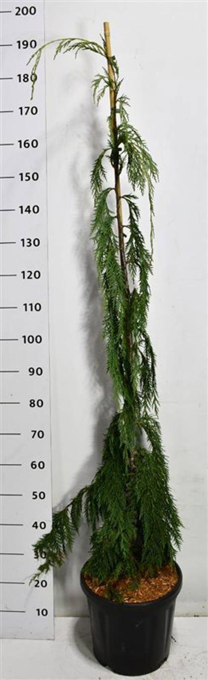 Горшечные цветы и растения оптом Chamaecyparis Noot Moonshot от 1шт из Голландии с доставкой по России