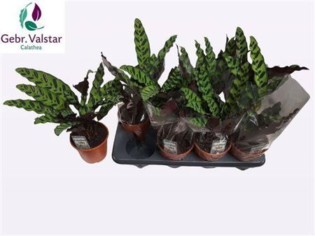 Горшечные цветы и растения оптом Calat Lancifolia от 8шт из Голландии с доставкой по России